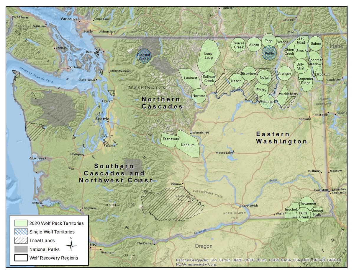 https://www.nwpb.org/2021/04/25/wolf-numbers-continue-to-grow-in-washington-but-still-no-hunting-as-idaho-allows/washington-wolf-map-wolves-map-of-wolf-packs-credit-wdfw/