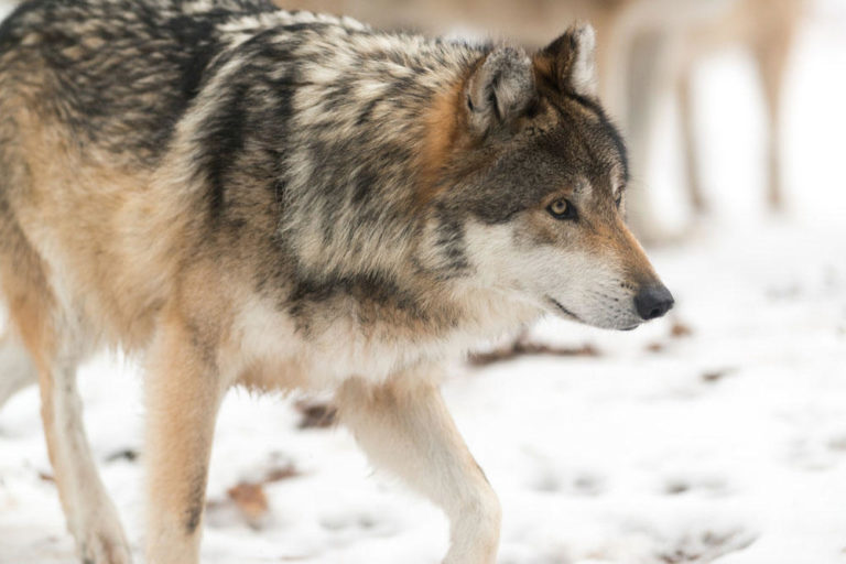 Conservationists Worry As U S House Votes To End Wolf Protections