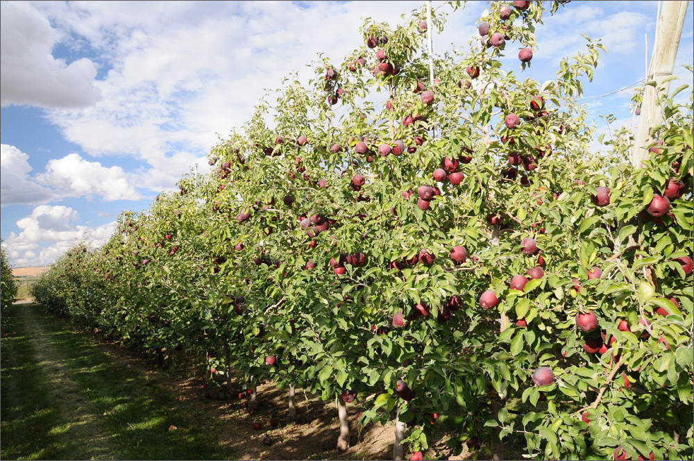 WSU's Cosmic Crisp® apples will hit stores early this year, WSU Insider