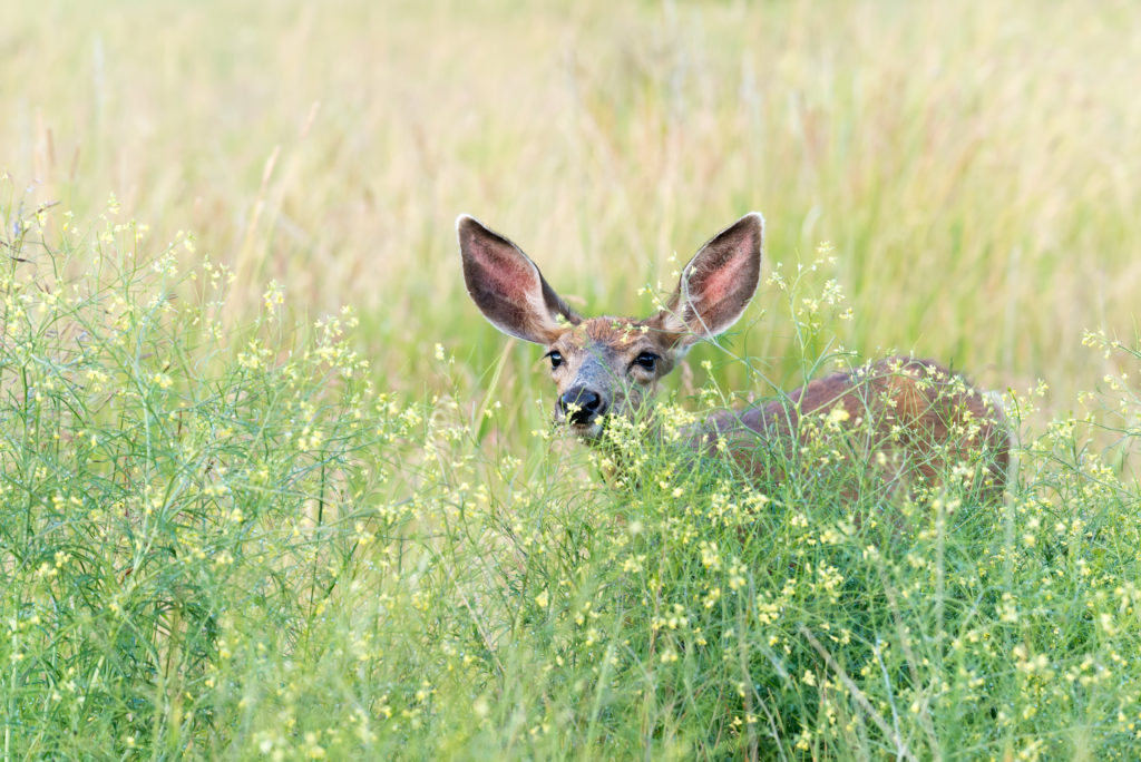 A brown deer is hidden in tall green grass. All you can see are its ears, black nose, and black eyes. The grass has yellow flowers at the ends.