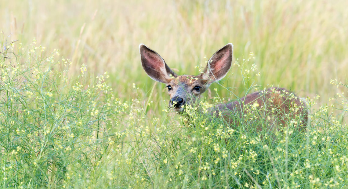 A brown deer is hidden in tall green grass. All you can see are its ears, black nose, and black eyes. The grass has yellow flowers at the ends.