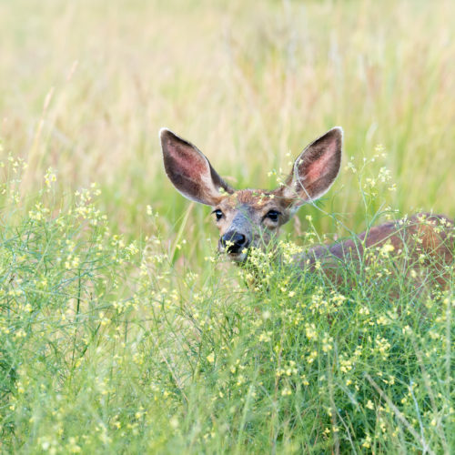 A brown deer is hidden in tall green grass. All you can see are its ears, black nose, and black eyes. The grass has yellow flowers at the ends.