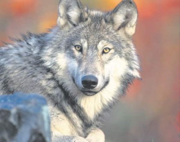 A gray wolf.