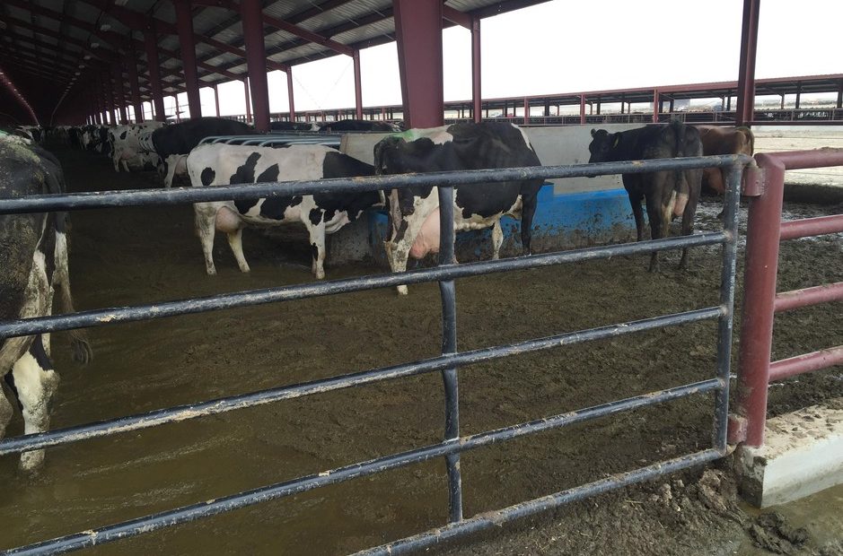 A controversial dairy in Oregon has been cited for numerous manure and waste violations. Courtesy of Friends of Family Farmers