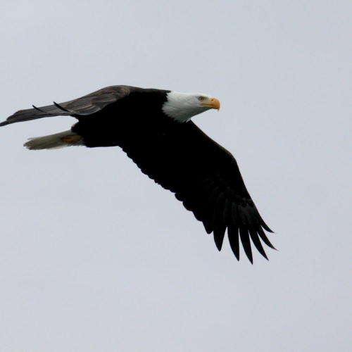 A bald eagle looks for its next meal along the Skagit River. Eagles converge there in great numbers every winter. CREDIT: JASON RANSOM/ NPS 2017