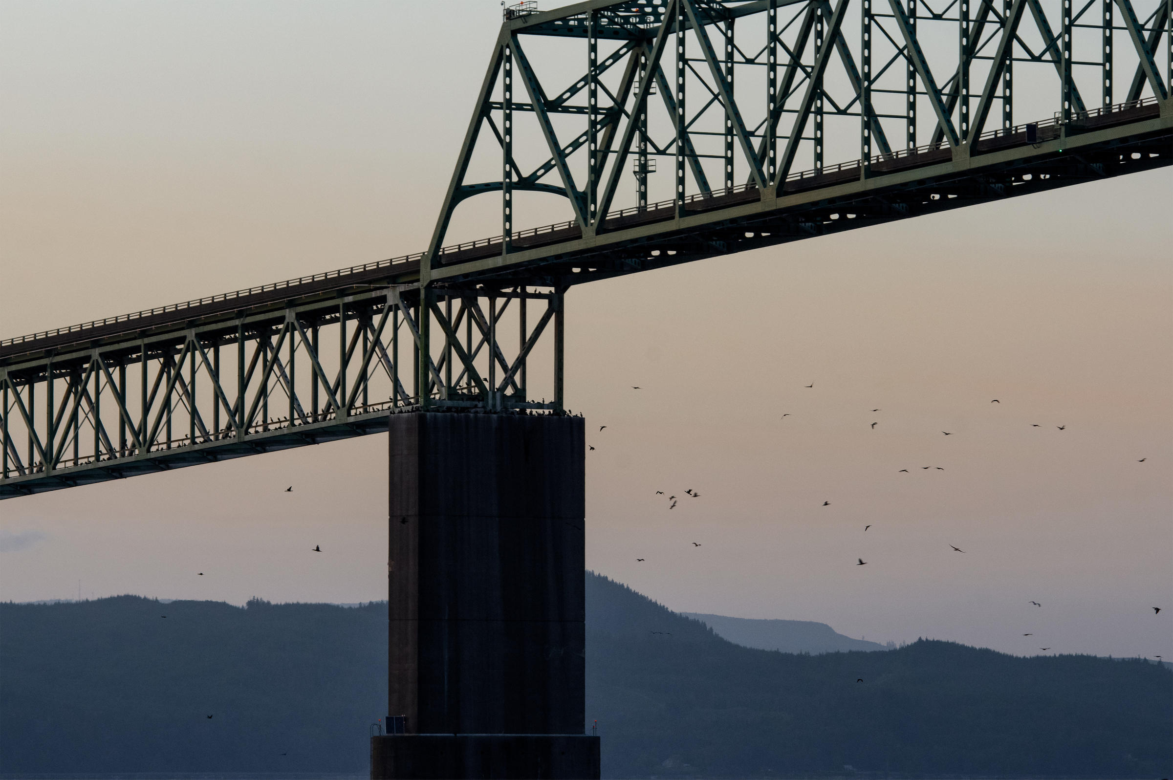 In Astoria Cormorant Birds Take Over Iconic Bridge And Salmon