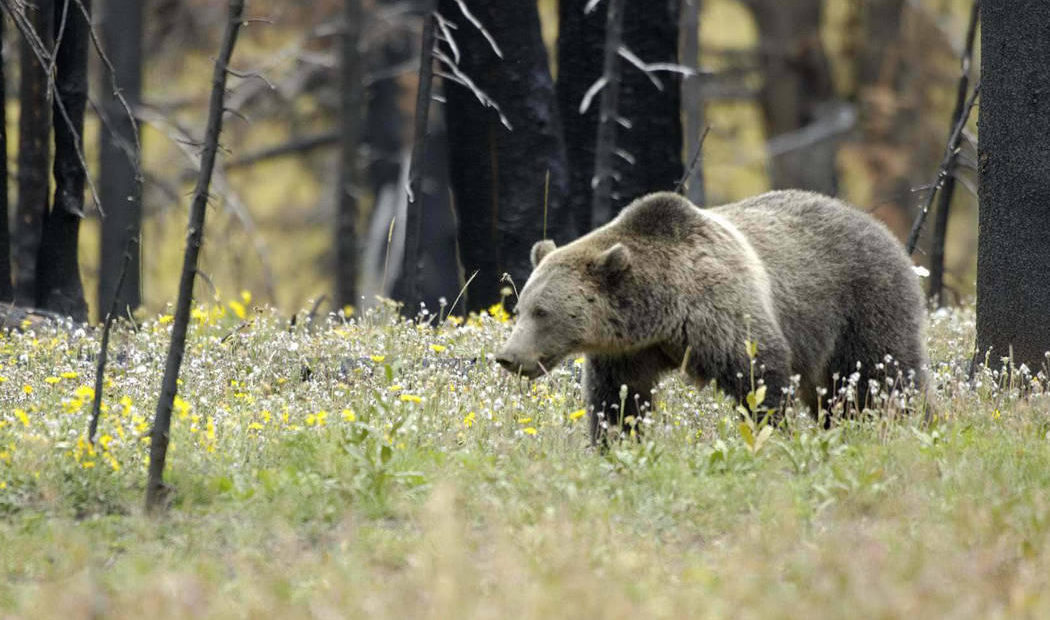 A grizzly bear in Yellowstone National Park. (Credit: U.S. Fish and Wildlife Service)