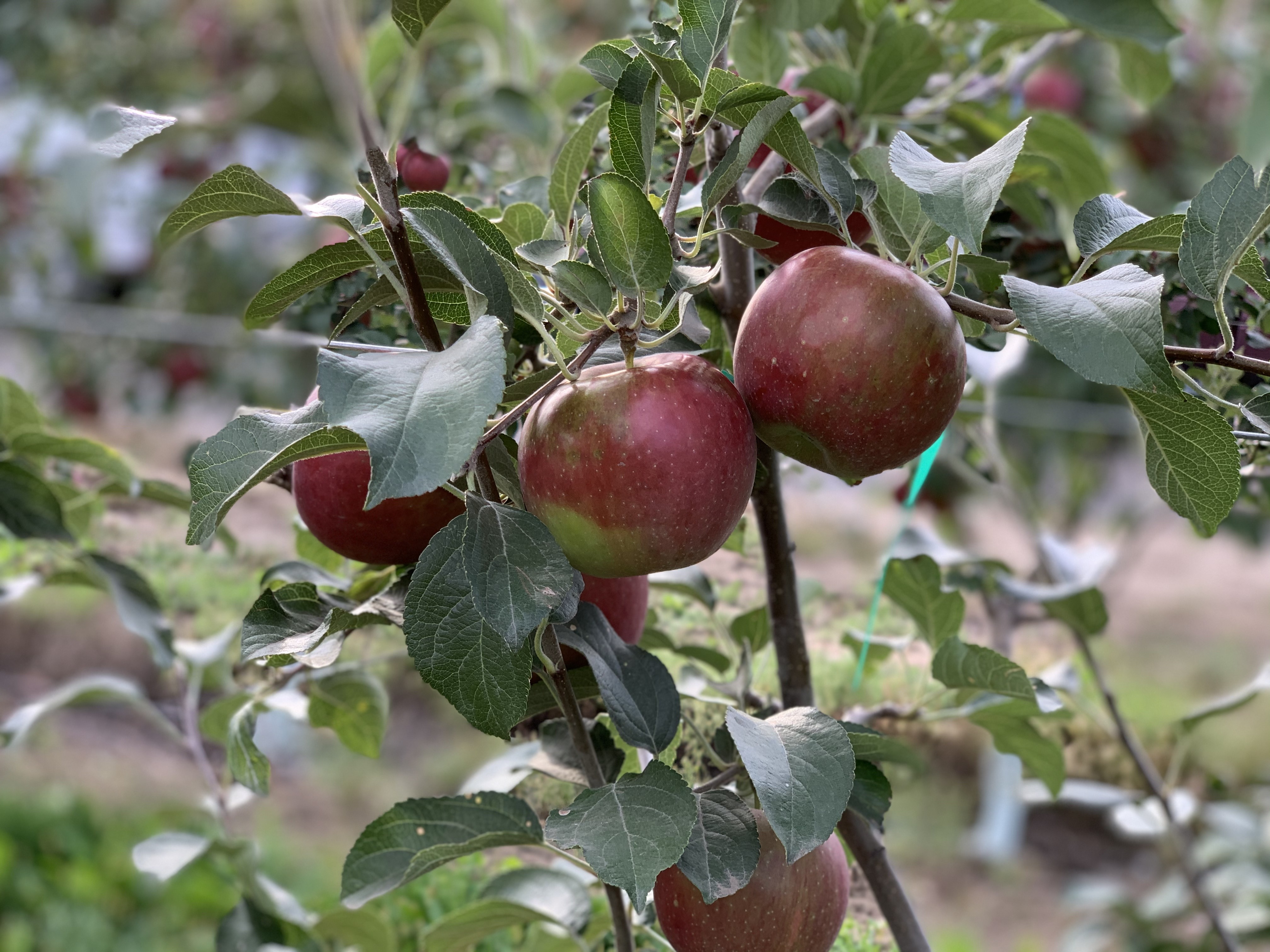 2021 crop of WSU's Cosmic Crisp apples will hit stores early