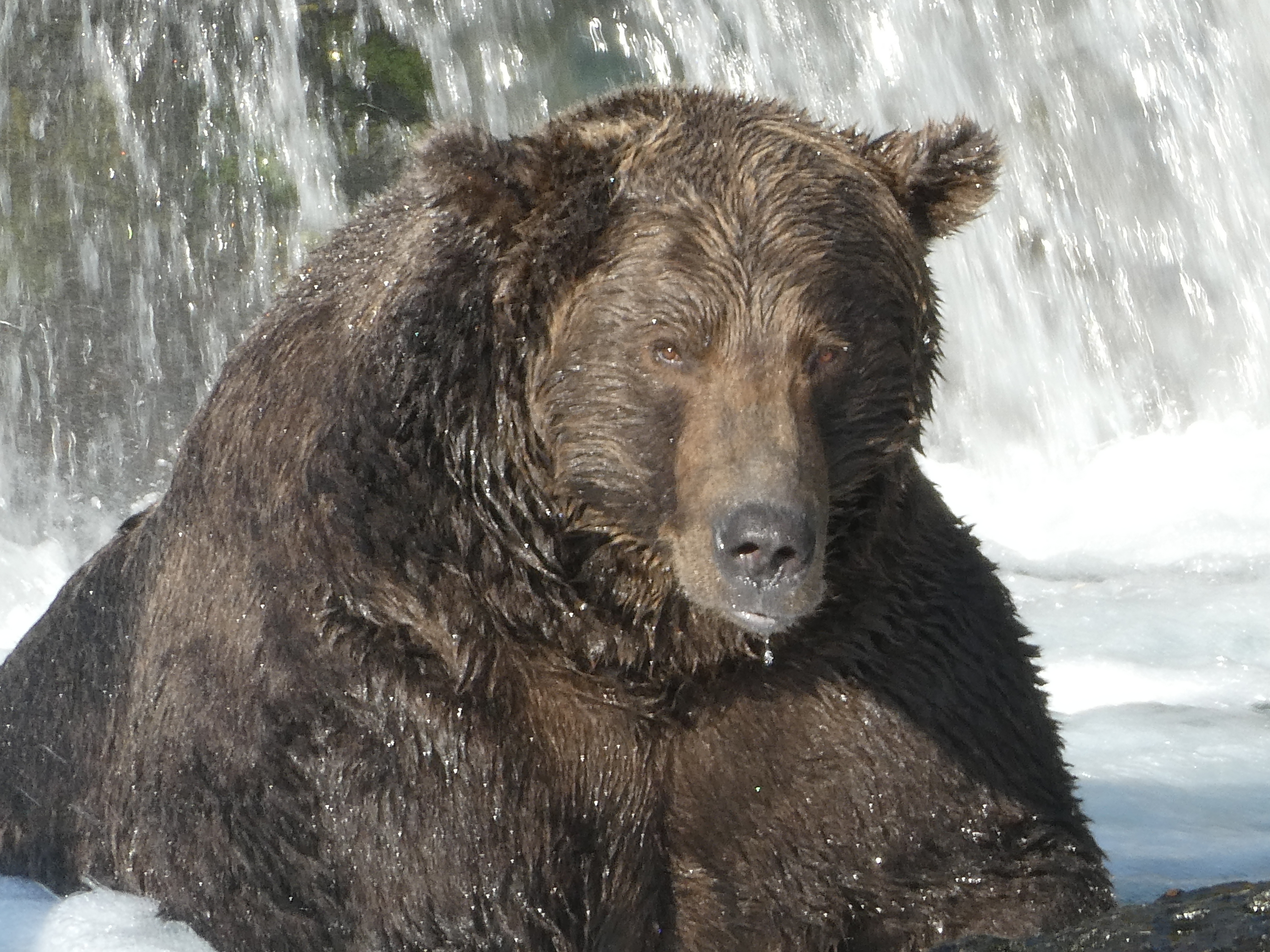 Katmai National Park & Preserve - What's happening on the explore.org bear  cams this week? Check out our event schedule! All events can be found  online at  First  event of the