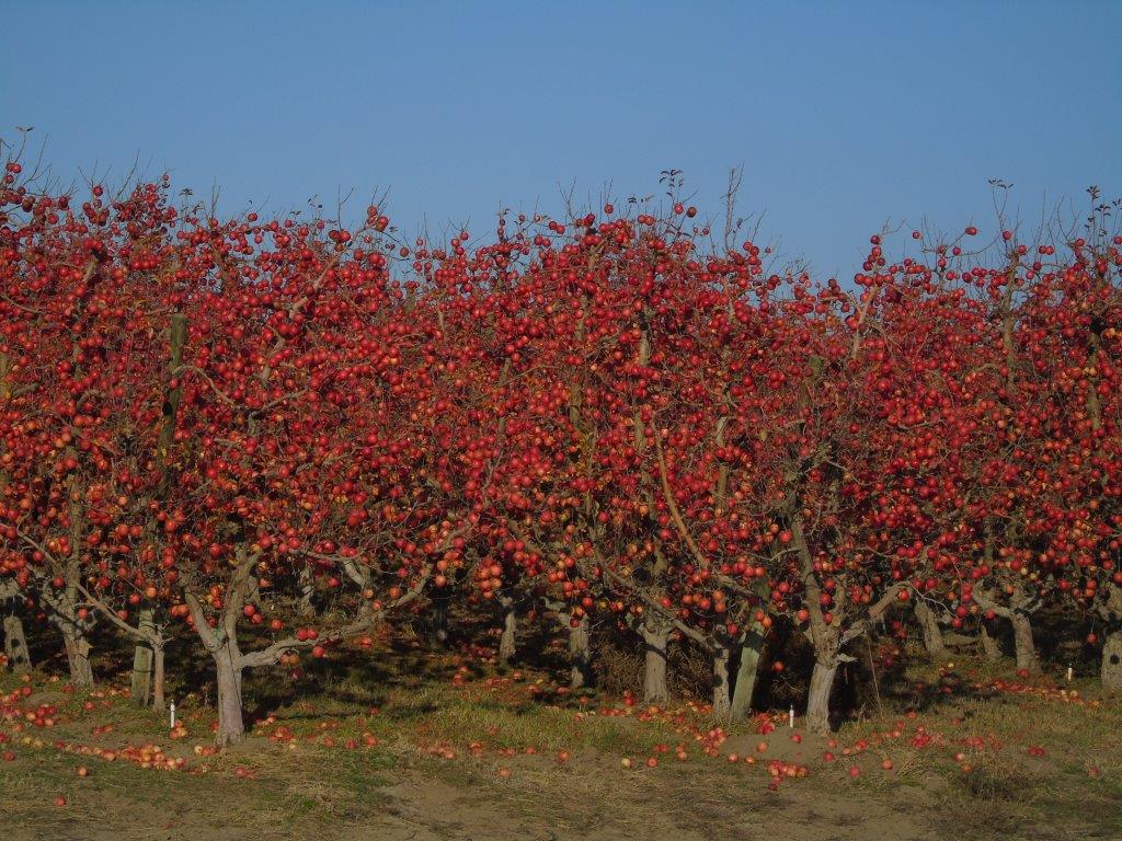apple trees in fall