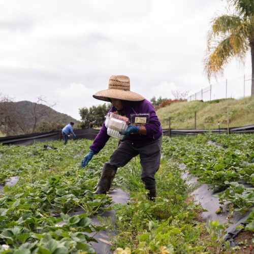 Farmworkers pick organic strawberries at Stehly Farms Organics in Valley Center, Calif., on March 25. CREDIT: Ariana Drehsler/AFP via Getty Images