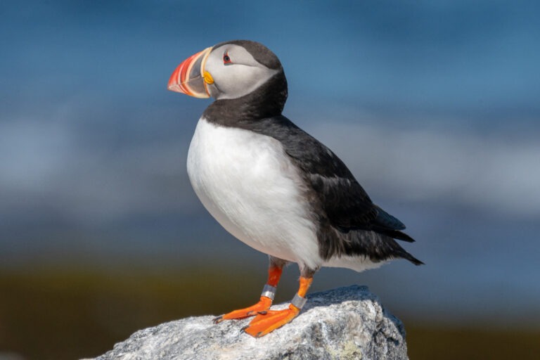 TIME for Kids  Puffins on the Rise