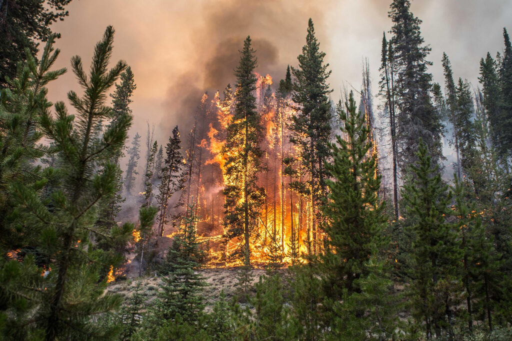 A bright orange fire erupts on evergreen trees in a McCall Idaho forest.