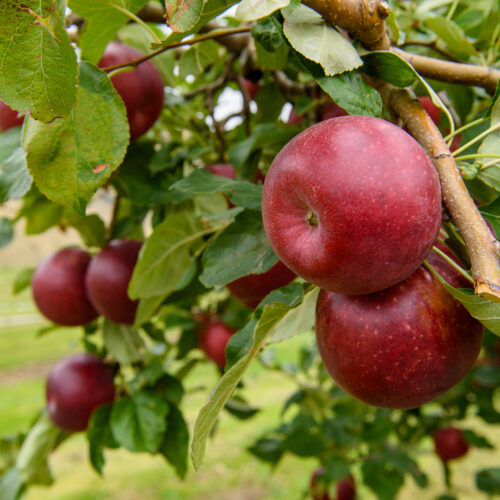 The New Year brings opportunities for core apple varieties