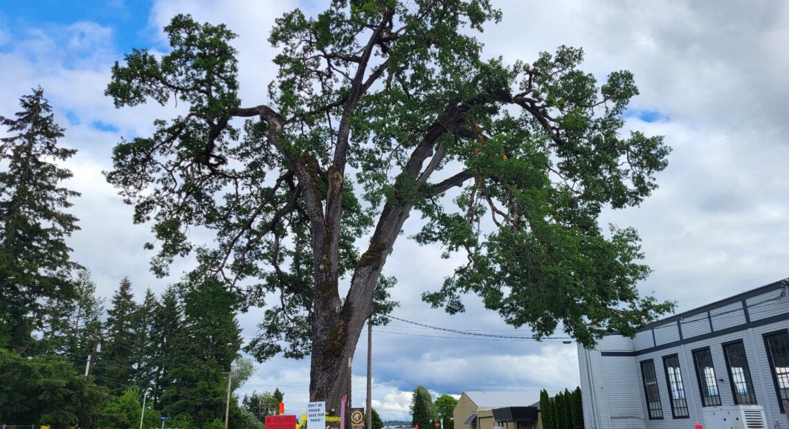 A historic 400-year-old tree in Thurston County could soon meet its end. A group of advocates are trying to save the Davis Meeker Garry oak in Tumwater, Washington, after the city deemed the tree unsafe. (Credit: Jeanie Lindsay / Northwest News Network)