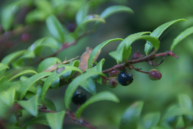 A close up picture of dark blue and purple colored huckleberries on brown branches with green leaves.