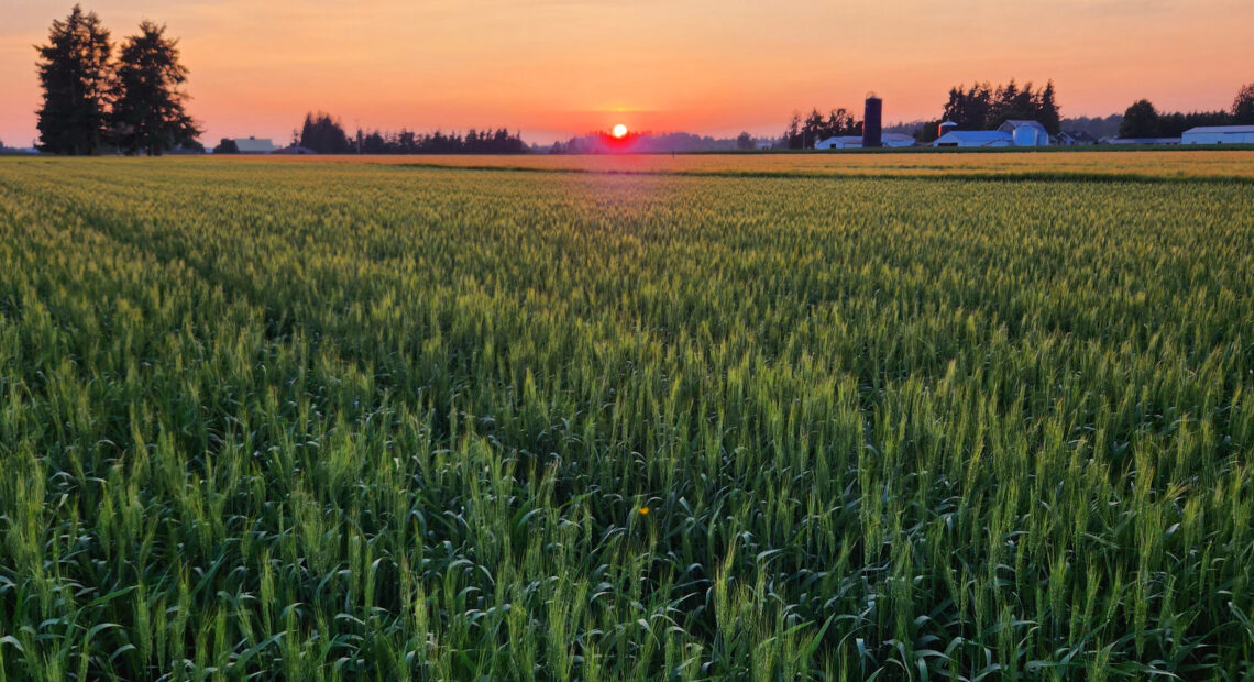 A field of WSU’s new variety, Bush wheat, growing near Lynden, Washington.