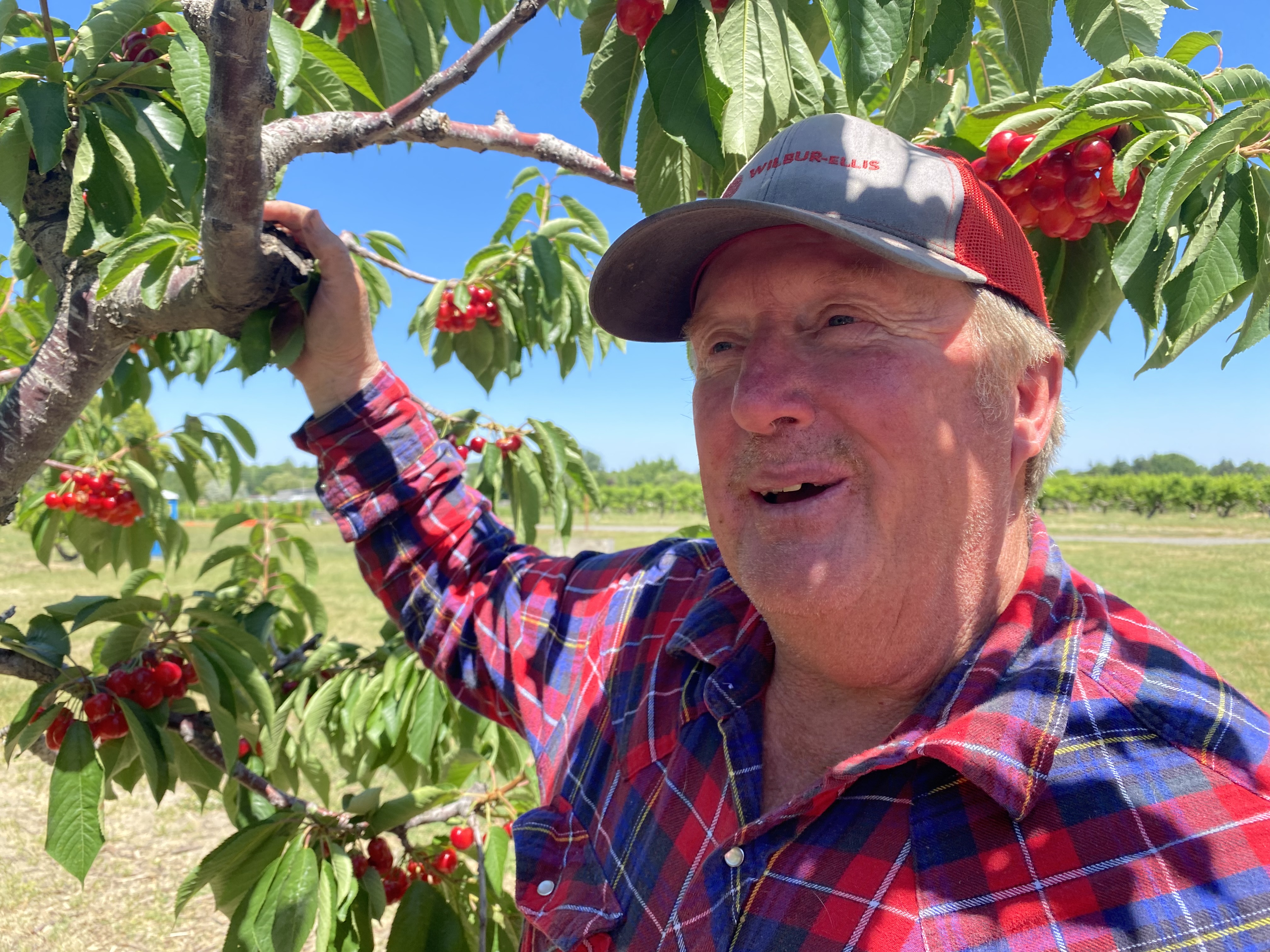 Robin French, 71, says this year cherries are plentiful, but not branch-breaking. But a few less Rainiers and Bings means even sweeter fruit.