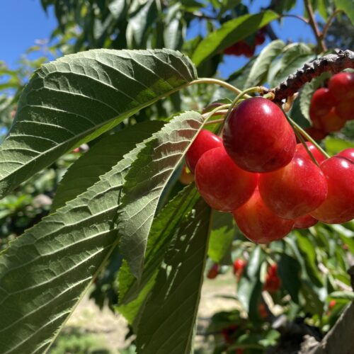 Rainier cherries cling to the branch in the Ray French Orchard in Richland, Washington, on Monday.