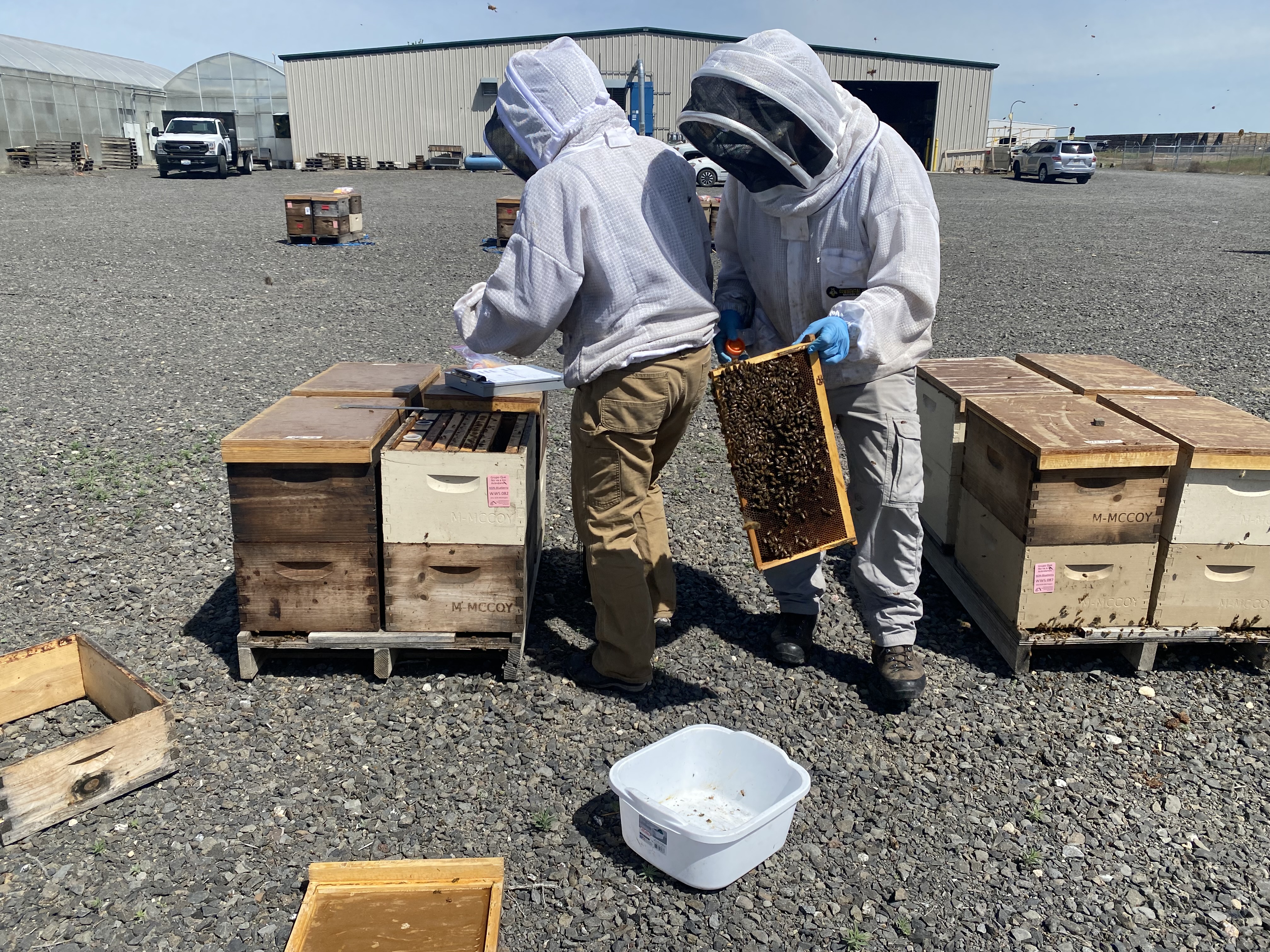 Workers May 15 take samples of bees, larvae and honey from each hive in the bee yard of Washington State University’s bee-research facility in Othello, Washington.