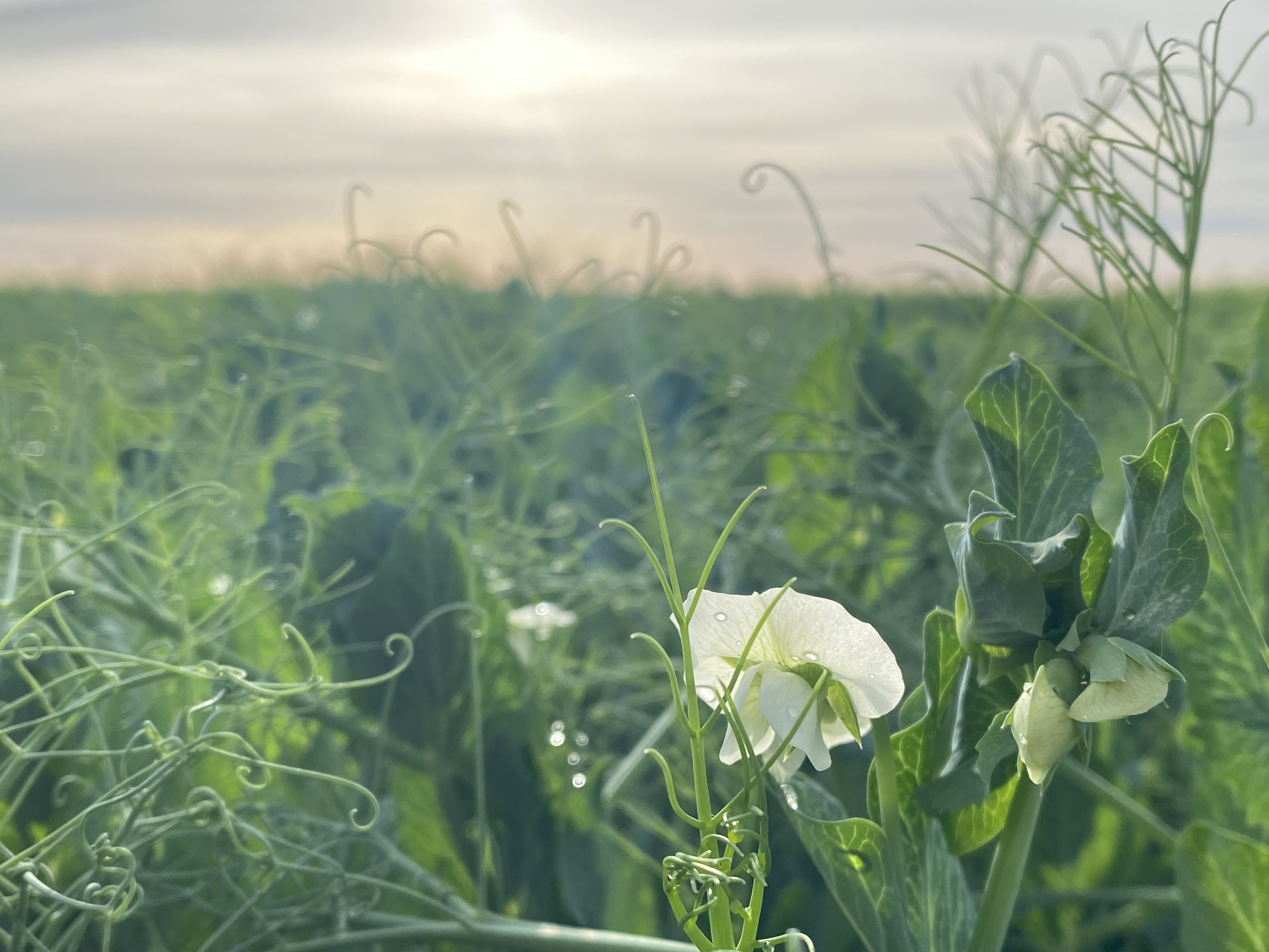 A field of early-morning green peas May 15 near Othello, Washington. 