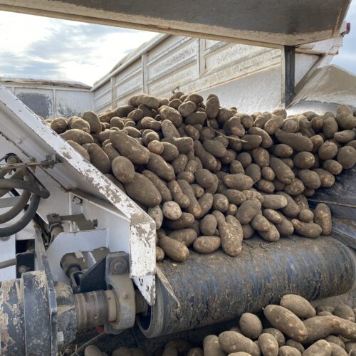 Columbia Basin potatoes move on a belt during harvest in 2021.