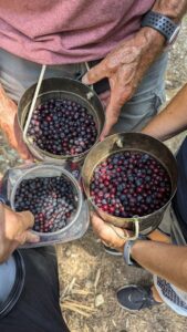 Three silver buckets of huckleberries are held up for the camera to see.