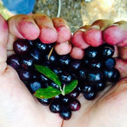 Hands hold freshly picked huckleberries in the shape of a heart with a green leaf in the middle.