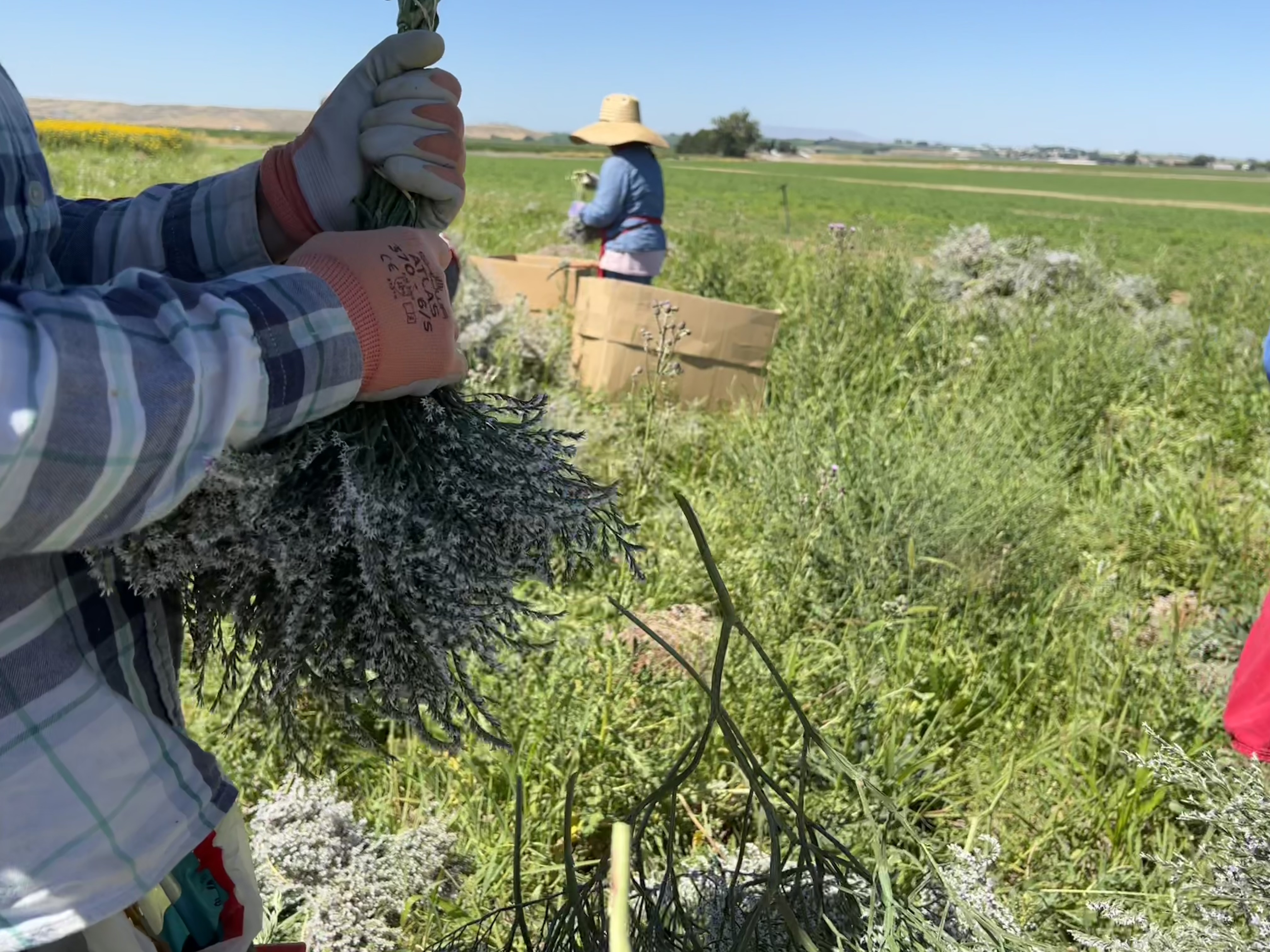 At Lovejoy Farms, women work to bundle flowers in the fields for home decor brokers and sellers, like Bloomist. 