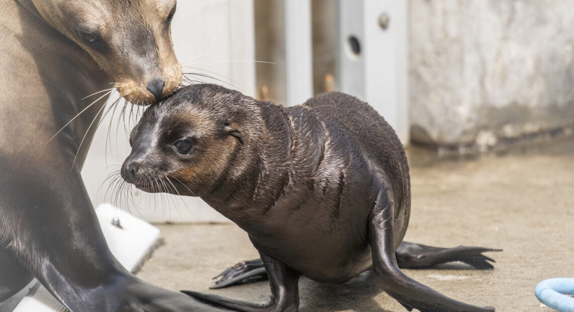 California sea lion pup Pepper gets a forehead kiss from mom, Eloise, at the Point Defiance Zoo & Aquarium. (Credit: Katie G. Cotterill / Point Defiance Zoo & Aquarium)