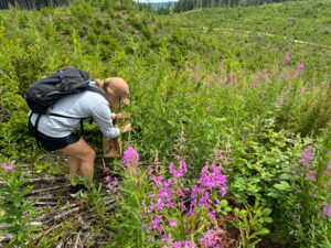 A woman in an orange hat, gray sweatshirt and black shorts is carrying a black backpack. She's bending over to pick leaves. Bright fuchsia flowers are in the front of the picture. The rest of the picture is filled out with green leaves and plants.