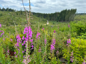 Bright fuchsia flowers are in the middle of a large field of green leaves. A dirt trail twists through the background of the image. In the far background, there are tall evergreen trees and a blue sky with white clouds.