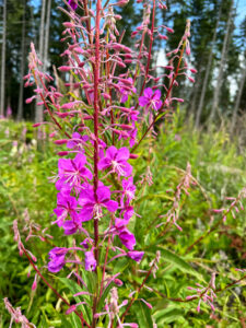 A single bright fuchsia flower sprouts up above green leaves. In the background, there are a few evergreen trees.