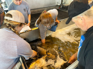 Four people in gray T-shirts reach into a tank of water. Fish are floating in the water.