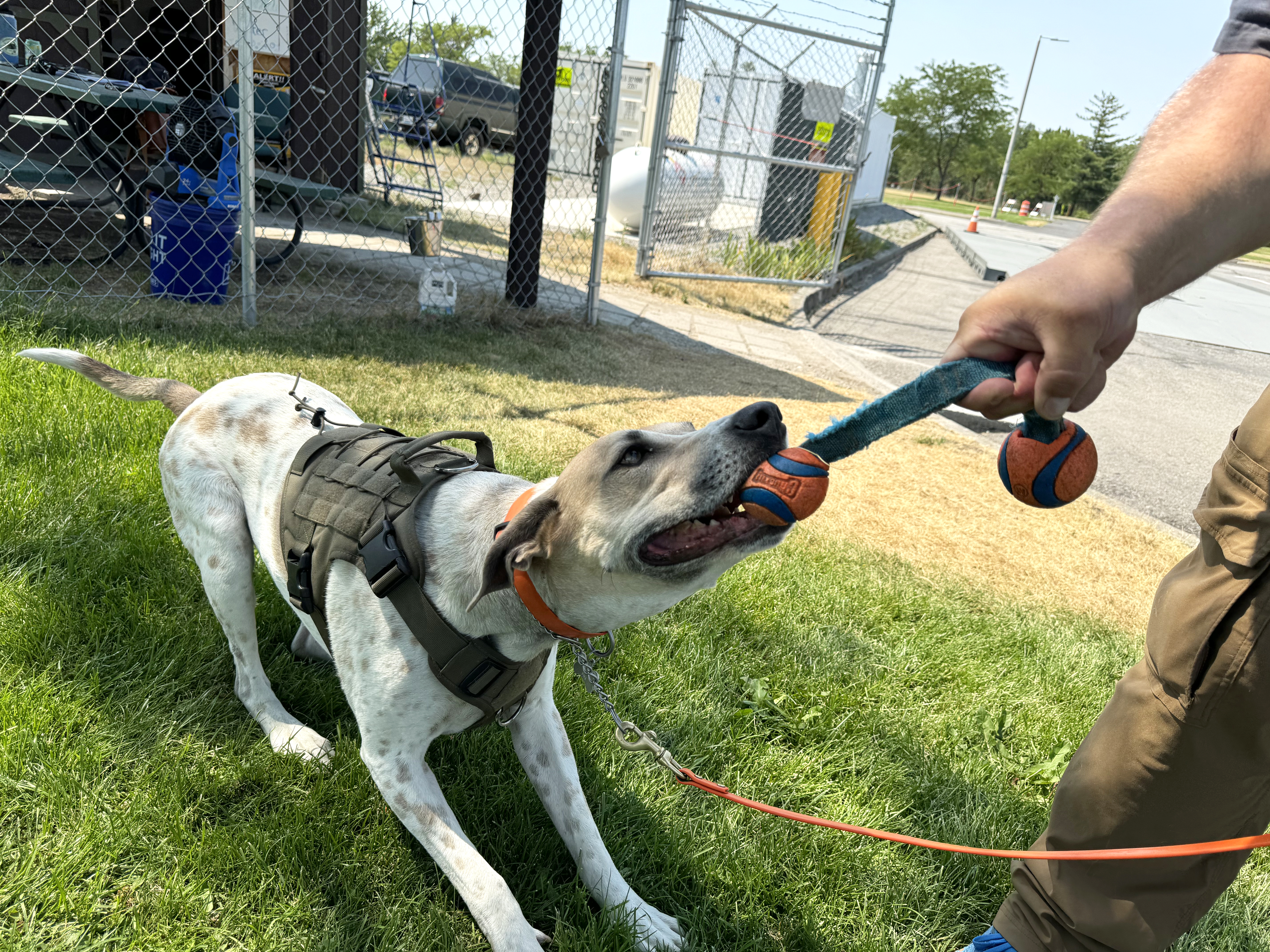 A dog plays with a chew toy. The toy is made of blue rope, and has two orange balls attached to it.