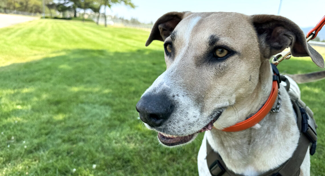 Fin, a Catahoula leopard dog, blue lacy and Australian kelpie mix, looks off into the distance.