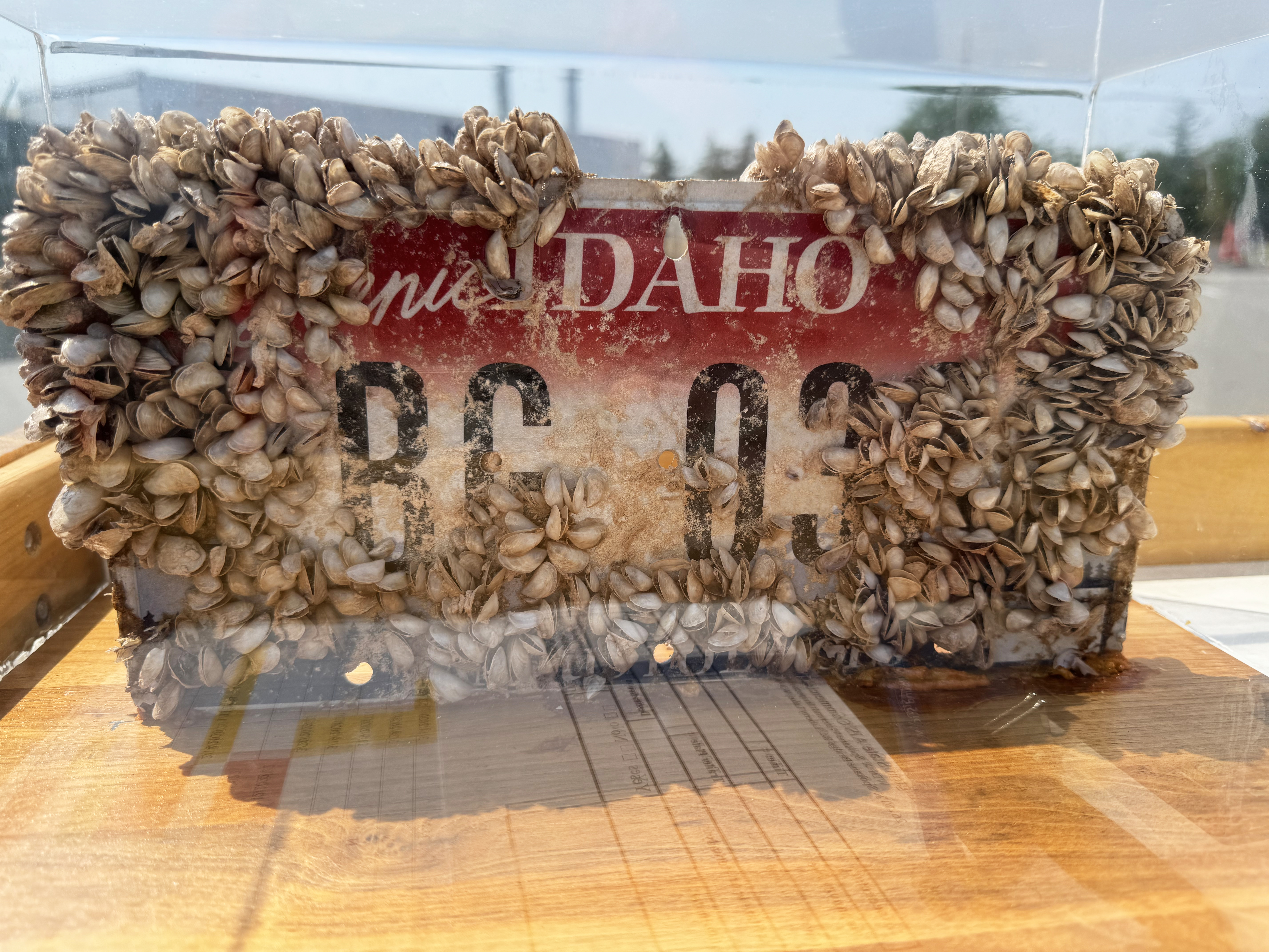 Mussels are pictured on the surface of an Idaho license plate.