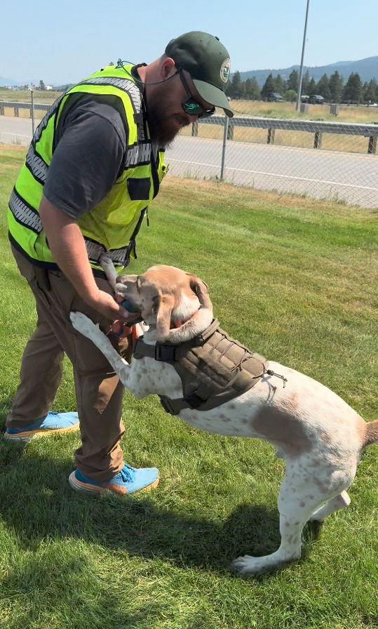 A man in a reflective yellow vest and a baseball cap plays with a dog. The dog has a blue and orange chew toy in his mouth.