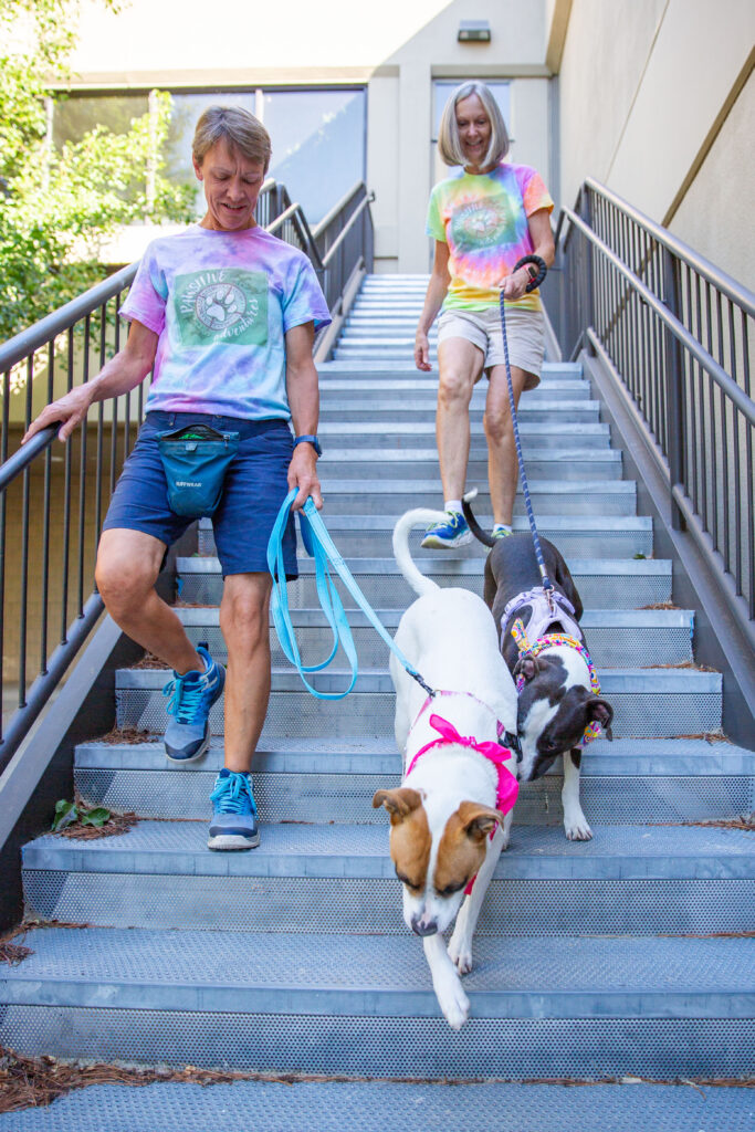 Volunteers lead dogs down the stairs