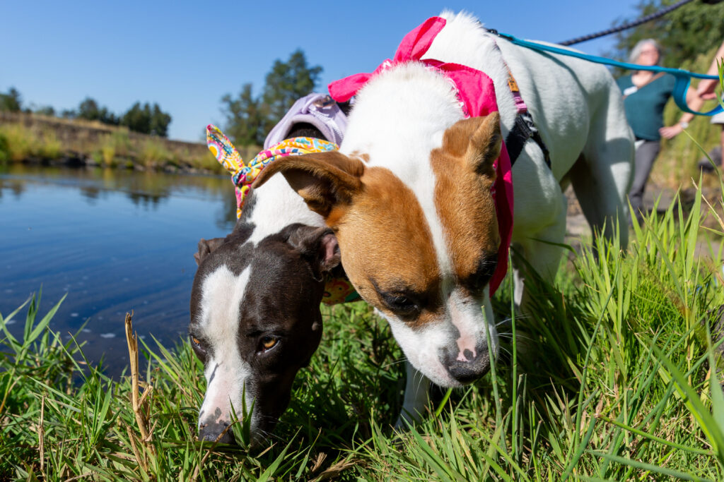 Walla Walla’s shelter dogs sniff the outside world