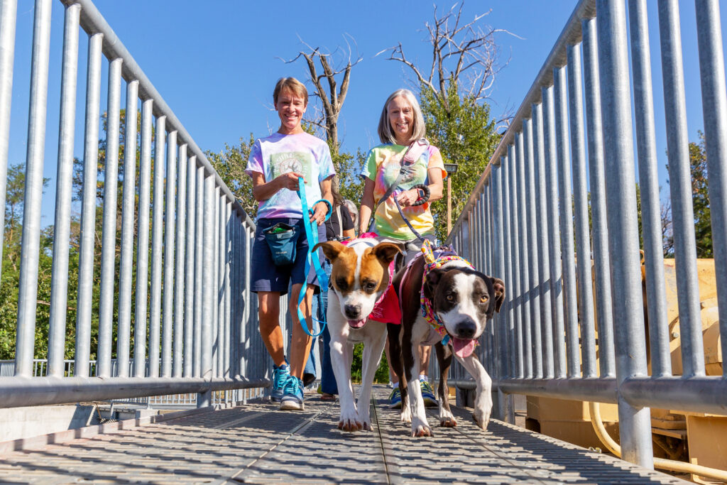 Two dogs walk across a bridge with volunteers.