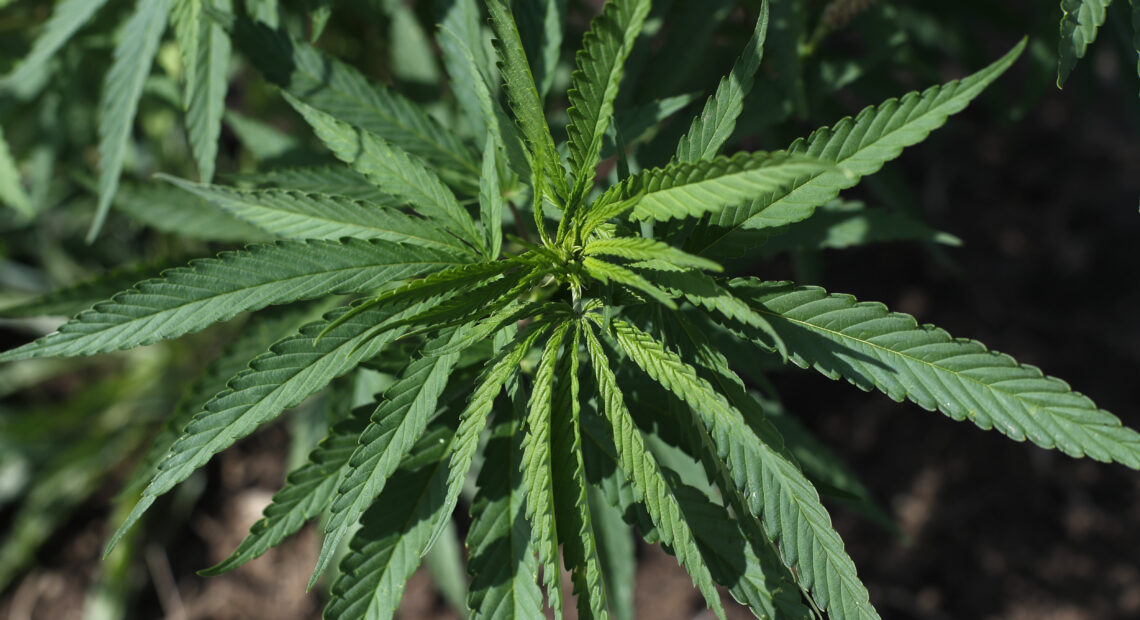 A close up photo shows a sprawling green hemp plant. While there are barriers to studying cannabis, CBG derived from hemp was used for Carrie Cuttler's study on how CBG affects humans.