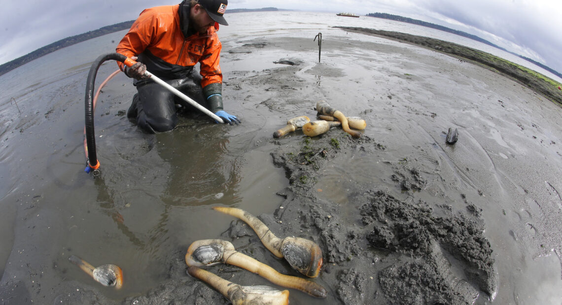 A man in a bright, orange jacket is pictured on the beach. He is pulling a large geoduck out of the sand.