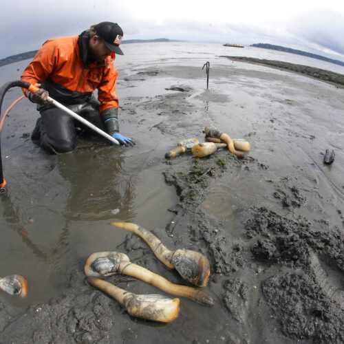 A man in a bright, orange jacket is pictured on the beach. He is pulling a large geoduck out of the sand.