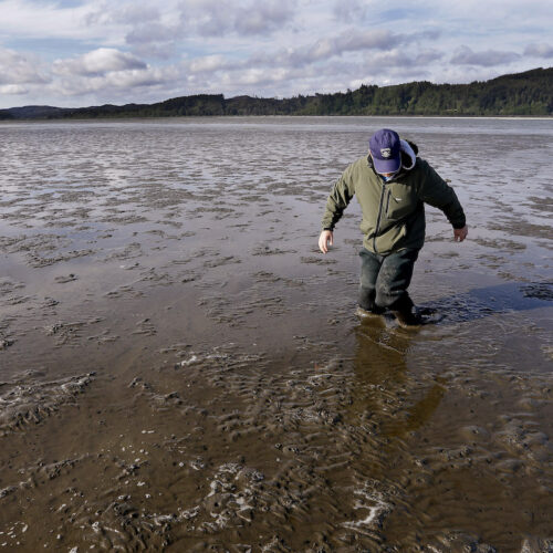 Eric Hall, a manager for Taylor Shellfish, works his way loose after sinking into deep mud at low tide on May 1, 2015, in Willapa Bay. (Credit: Elaine Thompson / AP Photo)