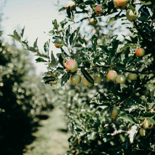 Apple trees (Credit: Liana Mikah in Unsplash)