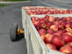 Apples-on-bin-carts_Credit_Terra-Slaybaugh-in-Unsplash