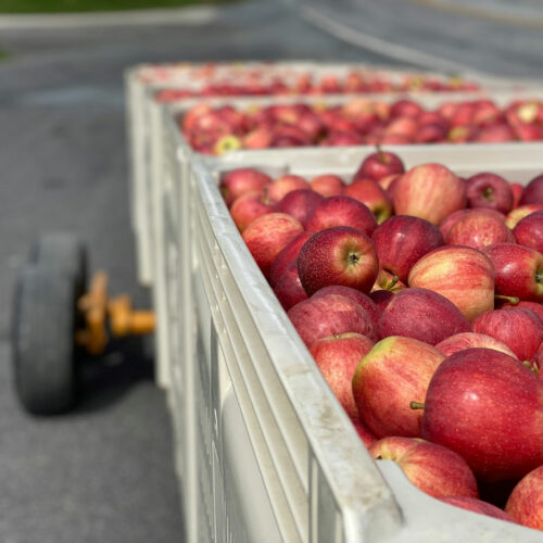 Apples-on-bin-carts_Credit_Terra-Slaybaugh-in-Unsplash