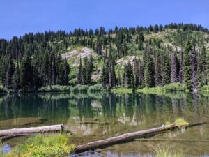 A green lake with logs near the shore sits beneath a mountain covered with evergreen trees.