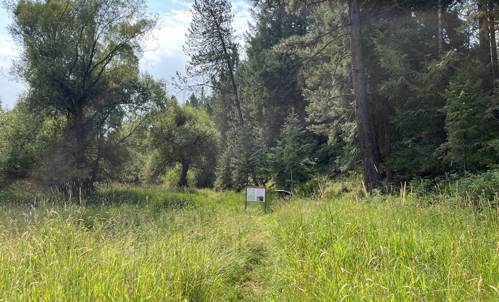 An unpaved trail is pictured in the middle of the photo. In the background, large evergreen trees are pictured. Tall grasses surround the unpaved trail.